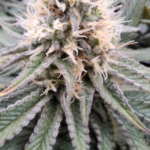 Northern Lights Freya growlog timeline photo