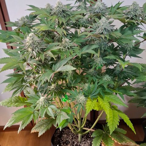 Black Domina P. growlog timeline photo