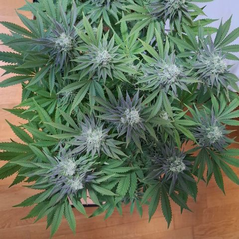 Black Domina A. growlog timeline photo