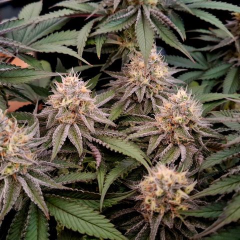 Northern Lights Freya growlog timeline photo