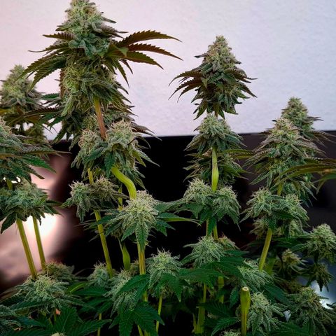 Black Domina P. growlog timeline photo