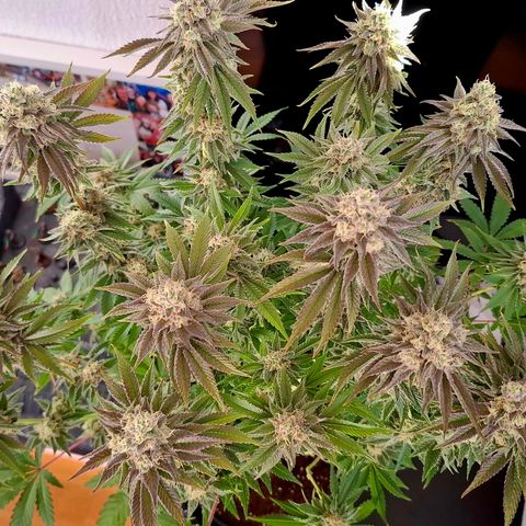 Black Domina A. growlog timeline photo