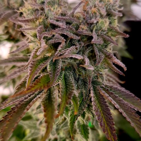 Black Domina P. growlog timeline photo