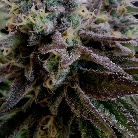 Black Domina P. growlog timeline photo