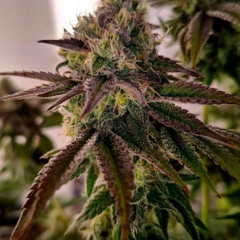 Black Domina P. growlog timeline photo