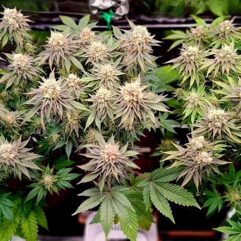 Black Domina P. growlog timeline photo