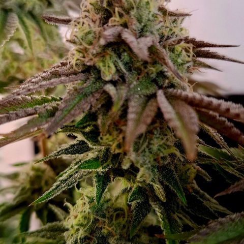 Black Domina P. growlog timeline photo