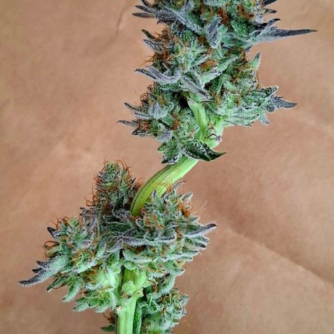 Black Domina P. growlog timeline photo