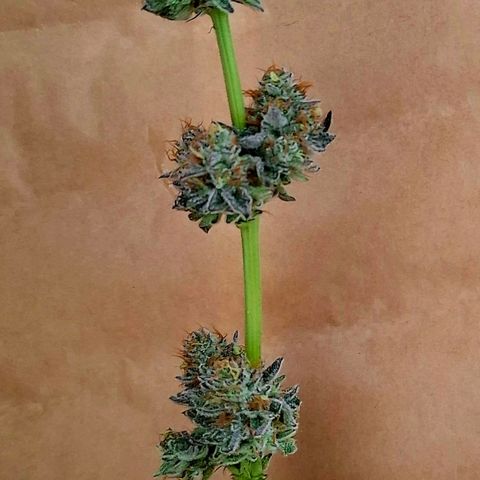 Black Domina P. growlog timeline photo