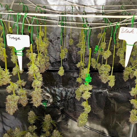 Black Domina P. growlog timeline photo