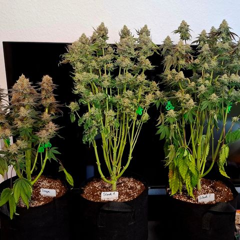 Black Domina P. growlog timeline photo