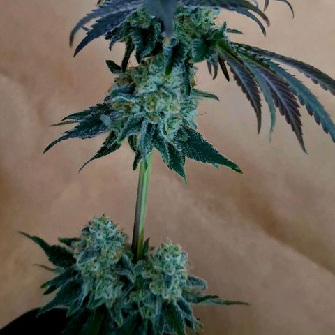 Black Domina P. growlog timeline photo