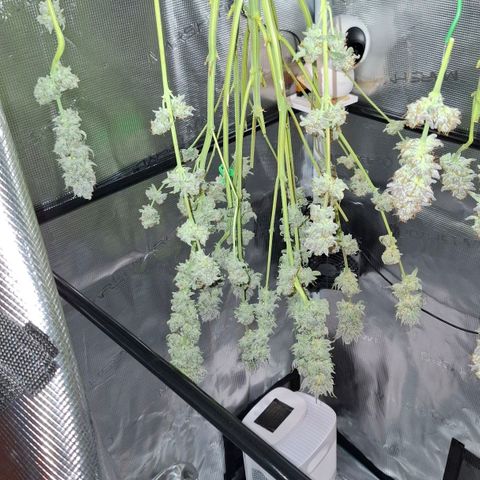 Black Domina P. growlog timeline photo