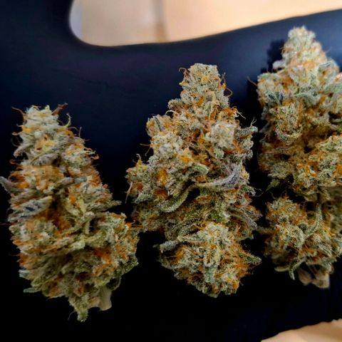 Black Domina A. growlog timeline photo