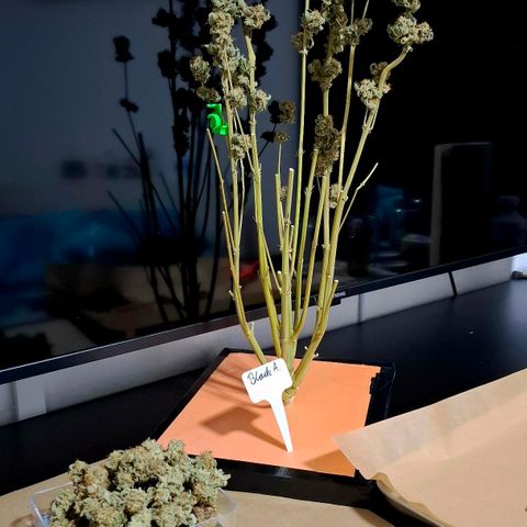 Black Domina A. growlog timeline photo