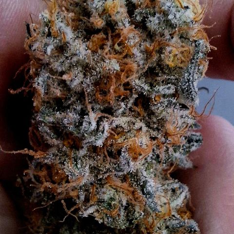 Black Domina P. growlog timeline photo