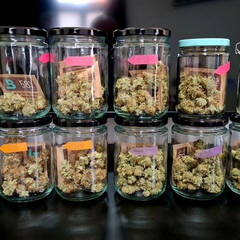 Black Domina P. growlog timeline photo