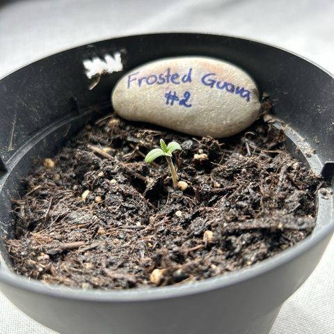 Frosted Guava #2 growlog timeline photo