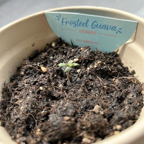 Frosted Guava #1 growlog timeline photo