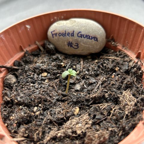 Frosted Guava #3 growlog timeline photo