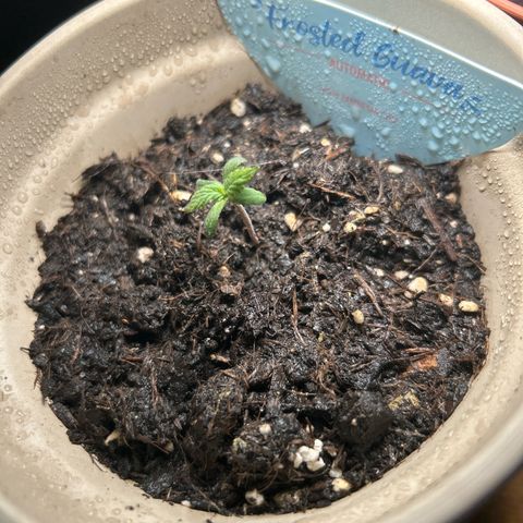 Frosted Guava #1 growlog timeline photo
