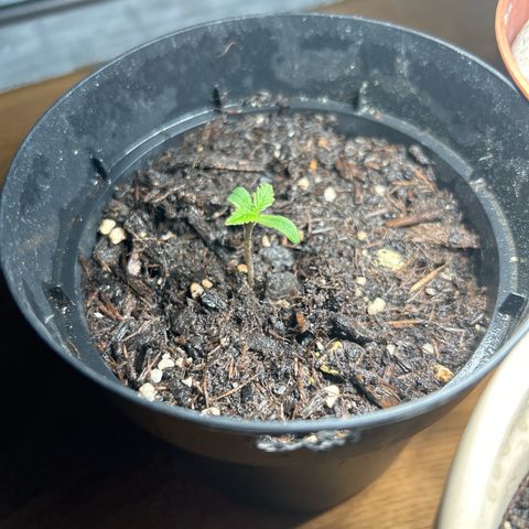 Frosted Guava #2 growlog timeline photo