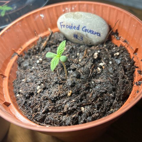 Frosted Guava #3 growlog timeline photo