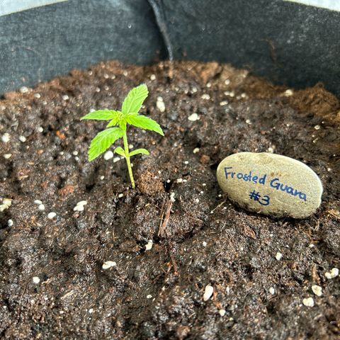 Frosted Guava #3 growlog timeline photo