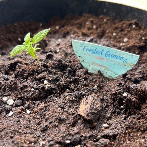 Frosted Guava #1 growlog timeline photo