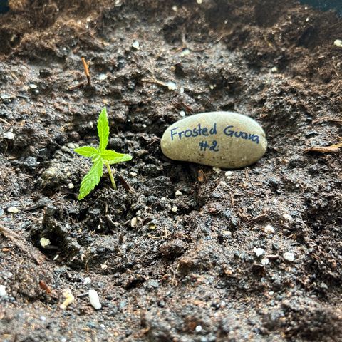 Frosted Guava #2 growlog timeline photo