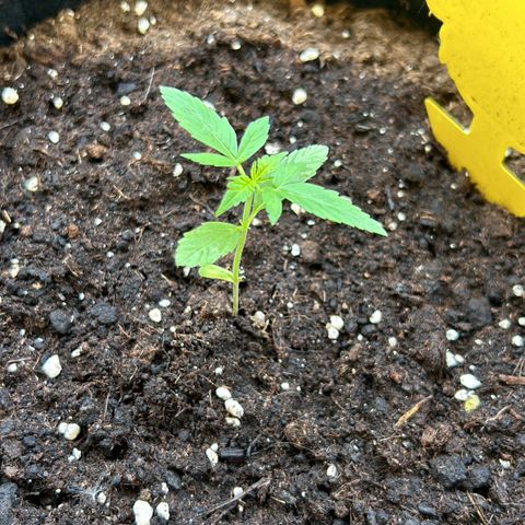 Frosted Guava #3 growlog timeline photo