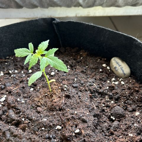 Frosted Guava #3 growlog photo: Kater hat eine Ecke vom Blatt abgekaut