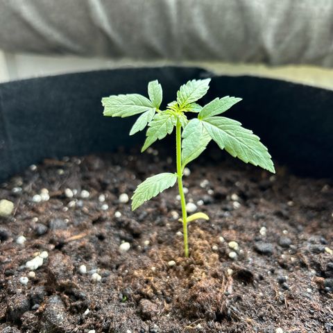 Frosted Guava #3 growlog timeline photo