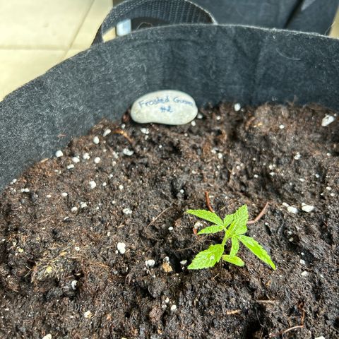 Frosted Guava #2 growlog timeline photo