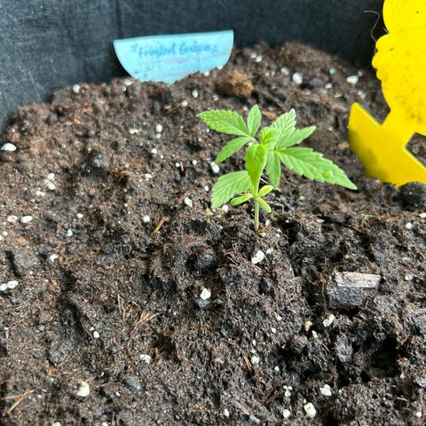 Frosted Guava #1 growlog timeline photo