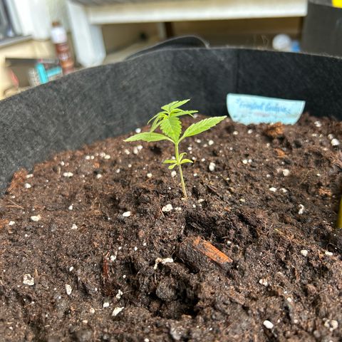 Frosted Guava #1 growlog timeline photo
