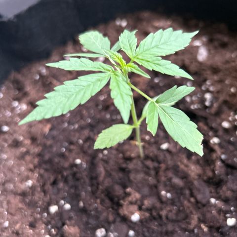 Frosted Guava #3 growlog timeline photo