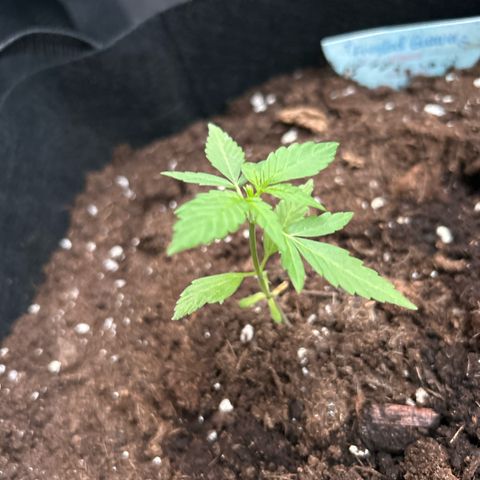 Frosted Guava #1 growlog timeline photo