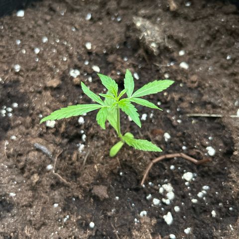 Frosted Guava #2 growlog timeline photo