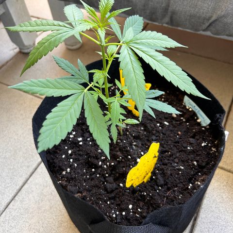 Frosted Guava #1 growlog timeline photo