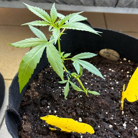 Frosted Guava #2 growlog timeline photo