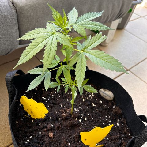 Frosted Guava #3 growlog timeline photo
