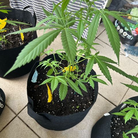 Frosted Guava #1 growlog timeline photo