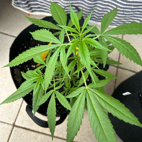 Frosted Guava #2 growlog timeline photo