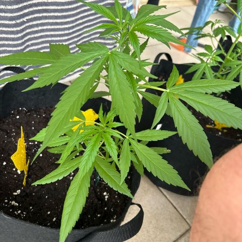 Frosted Guava #2 growlog timeline photo