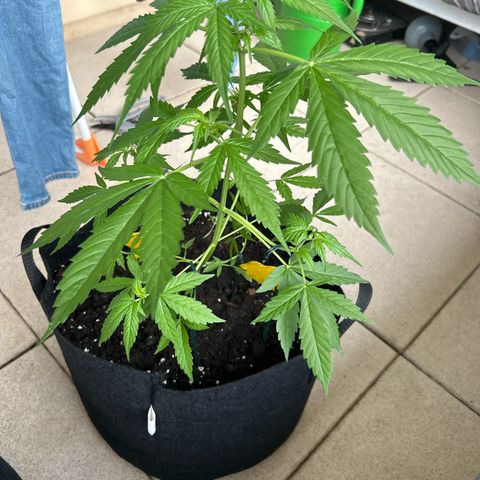 Frosted Guava #3 growlog timeline photo
