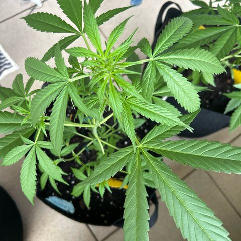 Frosted Guava #1 growlog timeline photo