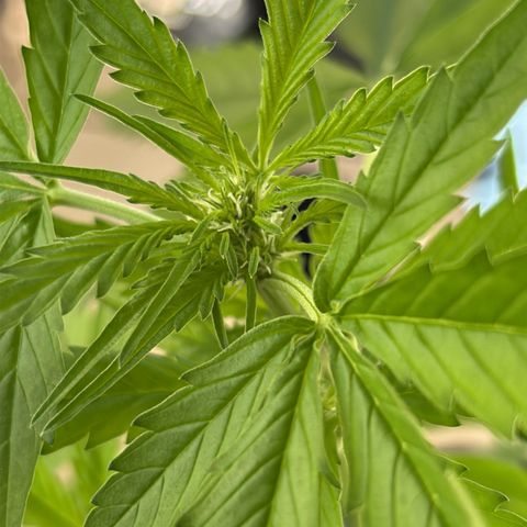 Frosted Guava #3 growlog timeline photo