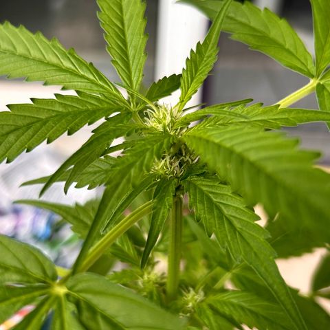 Frosted Guava #1 growlog timeline photo