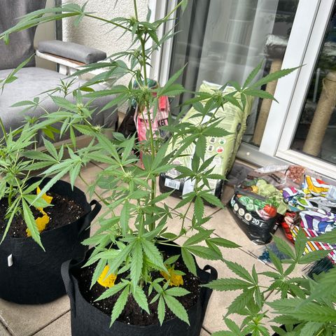 Frosted Guava #1 growlog timeline photo